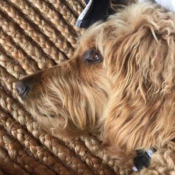 Meet your Posher, Laura - Picture 1 of 1